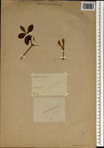 Rhododendron, South Asia, South Asia (Asia outside ex-Soviet states and Mongolia) (ASIA) (Germany)