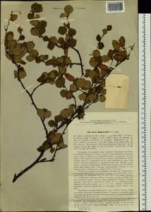 Betula fruticosa Pall., Siberia, Russian Far East (S6) (Russia)