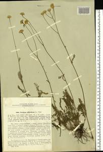 Tanacetum millefolium (L.) Tzvelev, Eastern Europe, Middle Volga region (E8) (Russia)