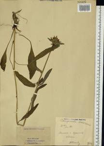 Campanula cervicaria L., Eastern Europe, Eastern region (E10) (Russia)