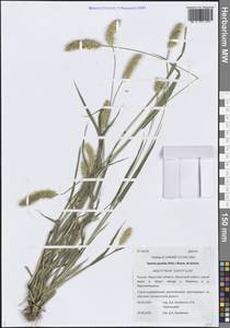 Setaria pumila (Poir.) Roem. & Schult., Siberia, Baikal & Transbaikal region (S4) (Russia)