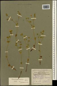 Potentilla crantzii (Crantz) Beck, Caucasus, Dagestan (K2) (Russia)