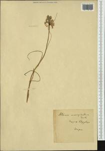Allium, Western Europe (EUR) (Hungary)