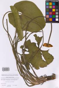 Nuphar lutea (L.) Sm., Eastern Europe, Moscow region (E4a) (Russia)