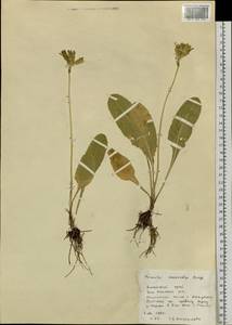 Primula veris subsp. macrocalyx (Bunge) Lüdi, Siberia, Altai & Sayany Mountains (S2) (Russia)