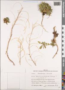 Borodinia macrophylla (Turcz.) O.E. Schulz, Siberia, Russian Far East (S6) (Russia)