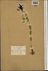 Nepeta betonicifolia C.A.Mey., Caucasus, Georgia (K4) (Georgia)