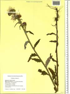 Carduus crispus L., Siberia, Baikal & Transbaikal region (S4) (Russia)