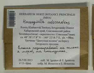 Aquilonium adscendens (Lindb.) Hedenäs, Schlesak & D. Quandt, Bryophytes, Bryophytes - Russian Far East (excl. Chukotka & Kamchatka) (B20) (Russia)