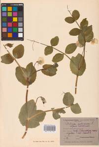 Lathyrus oleraceus Lam., Eastern Europe, North-Western region (E2) (Russia)