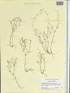 Arenaria serpyllifolia, Eastern Europe, Central region (E4) (Russia)