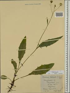 Hieracium subpellucidum (Norrl.) Norrl., Eastern Europe, Central forest region (E5) (Russia)