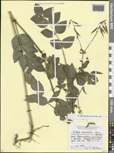 Galega orientalis Lam., Caucasus, Stavropol Krai, Karachay-Cherkessia & Kabardino-Balkaria (K1b) (Russia)