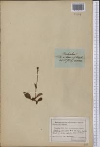 Micranthes hieraciifolia (Waldst. & Kit.) Haw., America (AMER) (United States)
