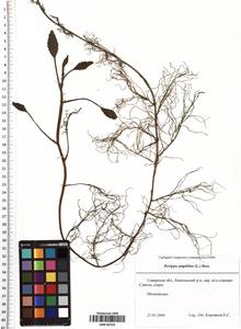 Rorippa amphibia (L.) Besser, Eastern Europe, Middle Volga region (E8) (Russia)
