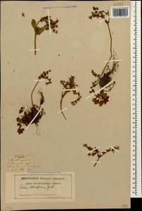 Phedimus stolonifer (S. G. Gmel.) 't Hart, Caucasus, Georgia (K4) (Georgia)