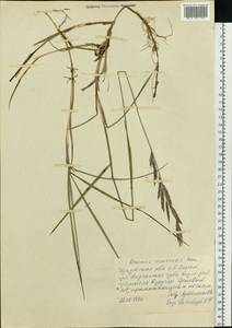 Bromus pumpellianus Scribn., Siberia, Baikal & Transbaikal region (S4) (Russia)