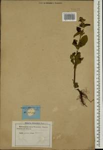Salvia viridis L., Caucasus (no precise locality) (K0)