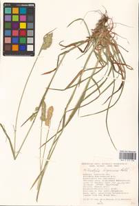 Dactylis glomerata subsp. hispanica (Roth) Nyman, Eastern Europe, South Ukrainian region (E12) (Ukraine)
