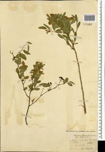 Spiraea flexuosa Fisch. ex Cambess., Mongolia (MONG) (Mongolia)