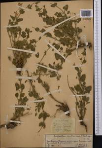 Lophanthus schrenkii Levin, Middle Asia, Western Tian Shan & Karatau (M3) (Kazakhstan)