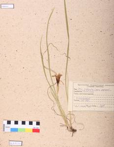 Iris ruthenica Ker Gawl., Siberia, Central Siberia (S3) (Russia)