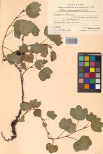 Ribes procumbens Pall., Siberia, Russian Far East (S6) (Russia)