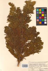 Taxus cuspidata Siebold & Zucc., Siberia, Russian Far East (S6) (Russia)