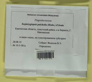 Isopterygiella pulchella (Hedw.) Ignatov & Ignatova, Bryophytes, Bryophytes - Chukotka & Kamchatka (B21) (Russia)