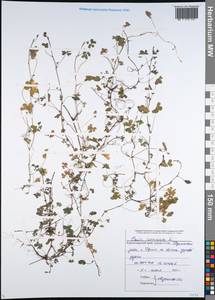 Oxalis corniculata L., Caucasus, Black Sea Shore (from Novorossiysk to Adler) (K3) (Russia)