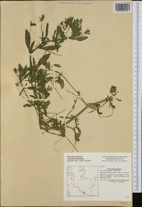 Viola arvensis Murray, Western Europe (EUR) (Germany)