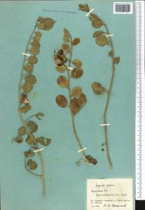 Capparis spinosa, Middle Asia, Western Tian Shan & Karatau (M3) (Kyrgyzstan)