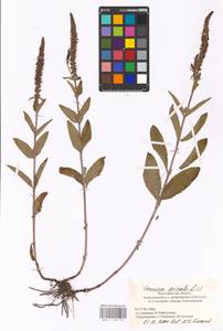 MHA 0 160 776, Veronica spicata L., Eastern Europe, Lower Volga region (E9) (Russia)