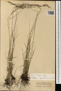 Achnatherum confusum (Litv.) Tzvelev, Mongolia (MONG) (Mongolia)