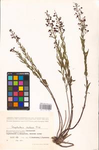 MHA 0 159 548, Scrophularia cretacea Fisch., Eastern Europe, Lower Volga region (E9) (Russia)