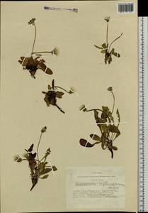 Taraxacum erythrospermum Andrz. ex Besser, Siberia, Altai & Sayany Mountains (S2) (Russia)