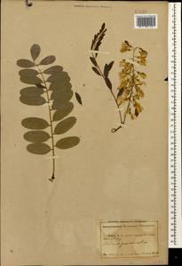 Robinia pseudoacacia L., Caucasus, Abkhazia (K4a) (Abkhazia)