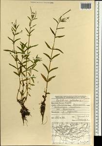 Epilobium palustre L., Mongolia (MONG) (Mongolia)