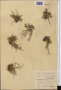 Lagotis korolkowii (Regel & Schmalh.) Maxim., Middle Asia, Pamir & Pamiro-Alai (M2) (Uzbekistan)