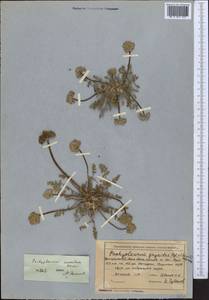 Lomatocarpa albomarginata (Schrenk) Pimenov & Lavrova, Middle Asia, Northern & Central Tian Shan (M4) (Kyrgyzstan)