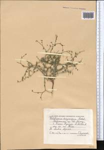 Heliotropium dasycarpum Ledeb., Middle Asia, Caspian Ustyurt & Northern Aralia (M8) (Kazakhstan)