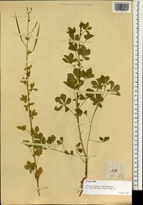 Corynandra viscosa subsp. viscosa, South Asia, South Asia (Asia outside ex-Soviet states and Mongolia) (ASIA) (Philippines)