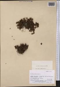Saxifraga oppositifolia, America (AMER) (United States)