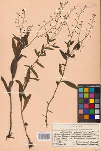 MHA 0 153 334, Myosotis scorpioides L., Eastern Europe, West Ukrainian region (E13) (Ukraine)