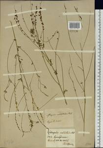 Astragalus melilotoides Pall., Siberia, Baikal & Transbaikal region (S4) (Russia)