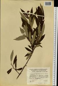 Salix subfragilis Andersson, Siberia, Russian Far East (S6) (Russia)
