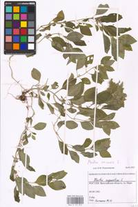 MHA 0 157 872, Mentha arvensis L., Eastern Europe, Central forest region (E5) (Russia)