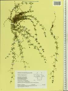 Galium uliginosum L., Eastern Europe, Central region (E4) (Russia)