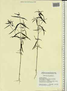 Melampyrum pratense L., Eastern Europe, Central forest-and-steppe region (E6) (Russia)