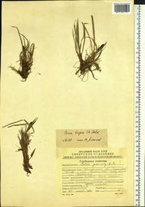 Carex bigelowii subsp. lugens (Holm) T.V.Egorova, Siberia, Chukotka & Kamchatka (S7) (Russia)